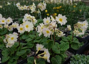 Primula auricula 'McWatt's Cream' - 8cm pot